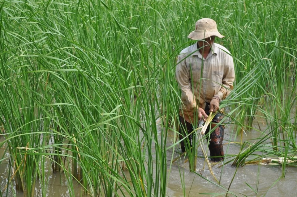Nhờ đưa cây bồn bồn làm kinh tế, đời sống bà con vươn lên, không ít hộ thoát nghèo từ cây dại này. Ảnh: Dân Việt