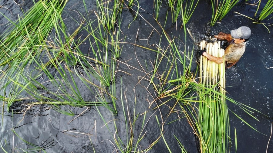 Bồn bồn vốn là cây mọc hoang ở các vùng đất ngập nước ven ao hồ, đầm...tại khu vực ĐBSCL, trong đó phổ biến nhất là ở tỉnh Cà Mau. Ảnh: Dân Việt