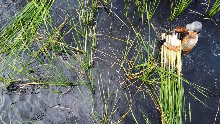 Bồn bồn vốn là cây mọc hoang ở các vùng đất ngập nước ven ao hồ, đầm...tại khu vực ĐBSCL, trong đó phổ biến nhất là ở tỉnh Cà Mau. Ảnh: Dân Việt