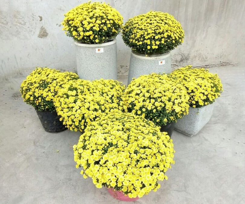 Hoa cúc còn được đánh giá cao nhờ khả năng thanh lọc không khí. Một số nghiên cứu cho thấy hoa cúc có thể hấp thụ các chất gây mùi và vi khuẩn nhẹ trong môi trường kín. Ảnh: Internet