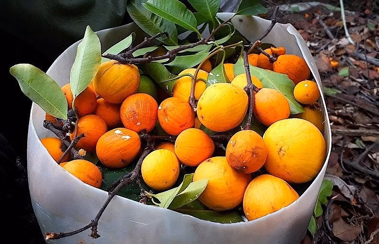 Người hái phải men theo con đường mòn, leo lên những thân cây cao hàng chục mét rồi đu mình hái từng trái gùi. Ảnh: Internet