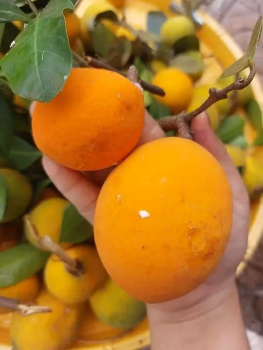 Khi chín, vỏ trái gùi chuyển màu vàng cam bắt mắt, trông như những quả trứng gà. Ảnh: Lazada