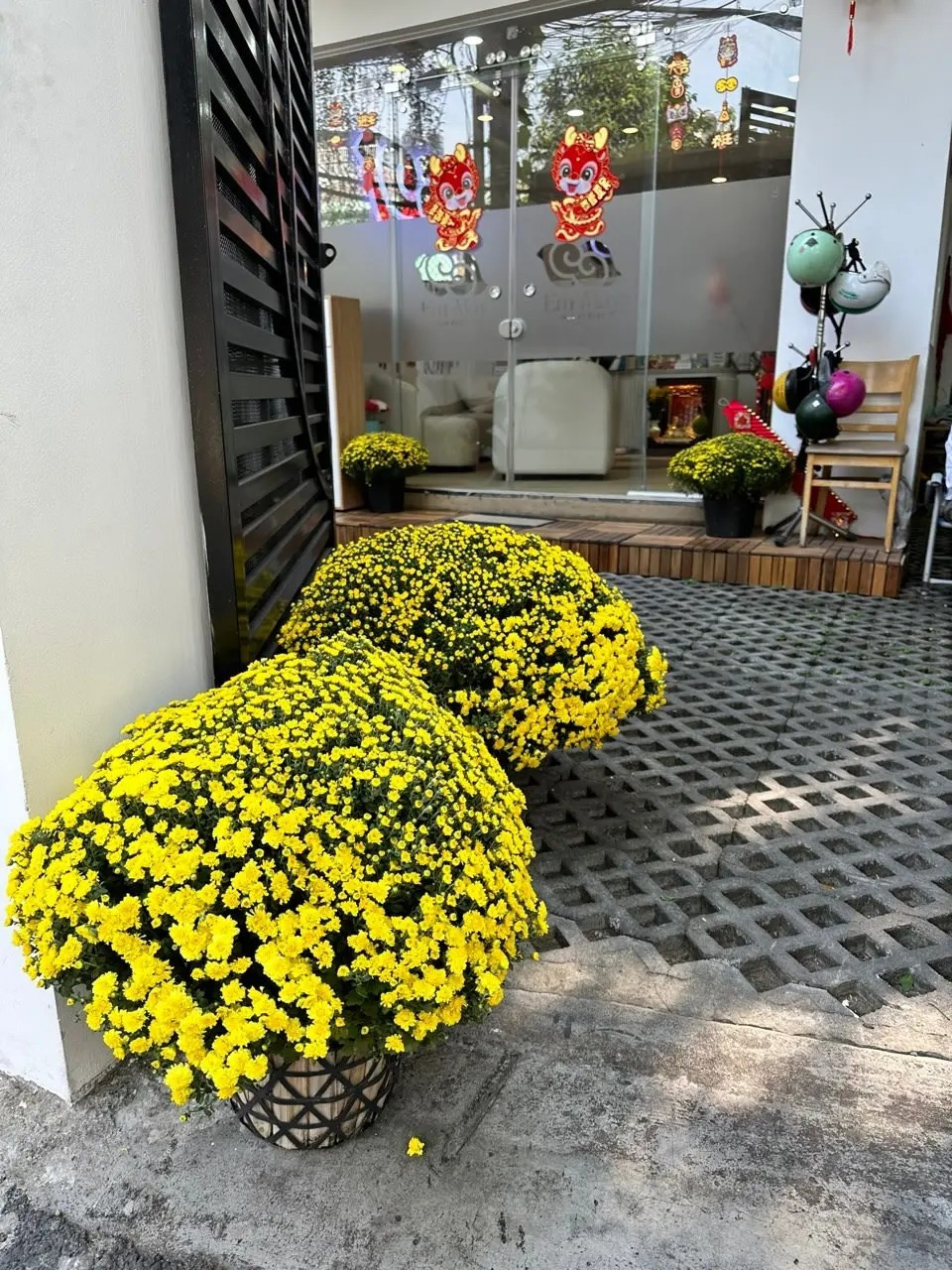 Hoa trang trí tiểu cảnh sân vườn đón xuân thường có sắc vàng, màu tươi rực rỡ như cúc mâm xôi, cúc đà lạt, hoa xác pháo...Ảnh: Sắc Xanh Garden