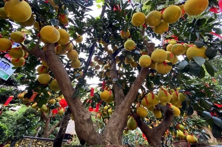 Trồng cây ăn quả trong sân vườn mang nhiều ý nghĩa phong thủy trong những ngày Tết. Một số cây điển hình được ưa chuộng trồng tiểu cảnh sân vườn đón xuân như bưởi, lựu, xoài, khế... Ảnh: Báo Tin tức