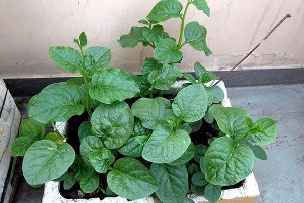 Rau mồng tơi chứa 176mg canxi/100g, cùng với lượng chất xơ và chất nhầy giúp nhuận tràng, giảm táo bón. Mồng tơi dễ trồng bằng hạt, thích hợp trong chậu có đất tơi xốp. Ảnh: Facebook