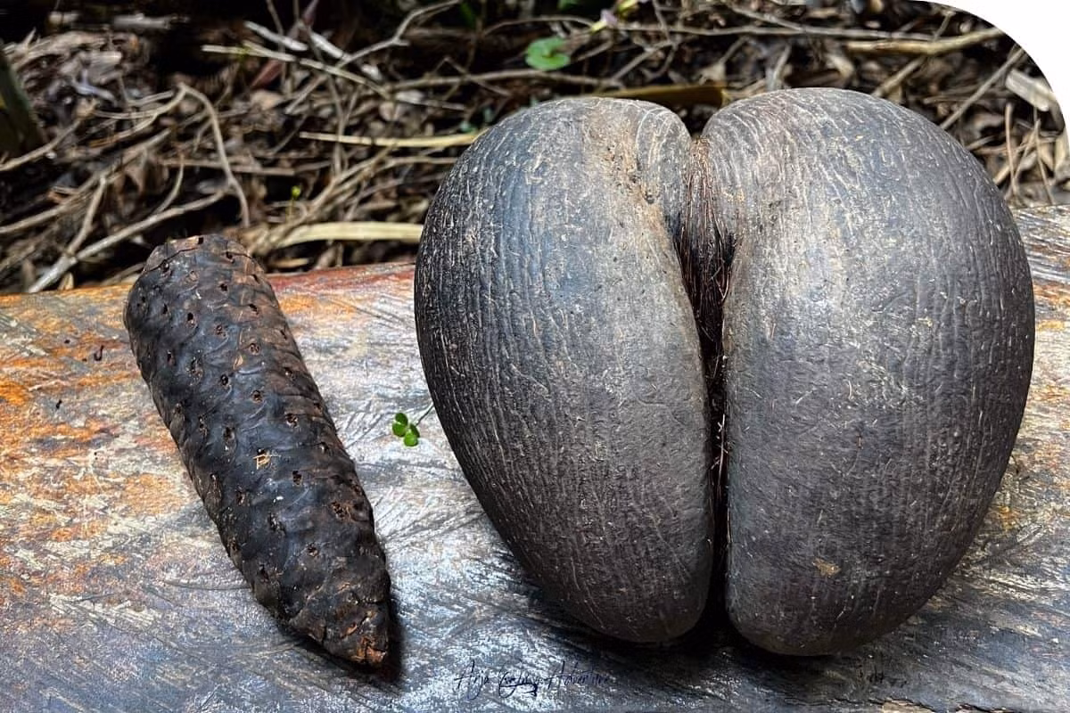 Hạt Coco de Mer mất từ ​​6-10 năm để trưởng thành sau khi thụ phấn và mất đến hai năm để nảy mầm. Ảnh: Anjaonadventure