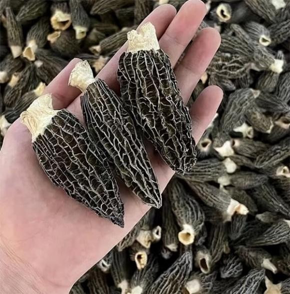 Loài nấm này màu sậm, từ nâu đến nâu đen, và thường có một mùi thơm đặc trưng. Ảnh: Internet