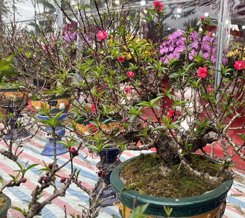 Những cây đào thất thốn dáng thế độc, thân xù xì phủ rêu phong, cũng đổ bộ thị trường Tết Nguyên đán 2026. Ảnh: Người đưa tin