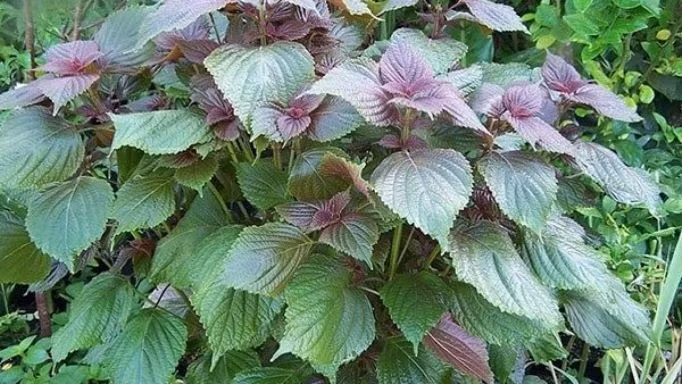 Cây dễ trồng, dễ chăm, thích hợp với khí hậu nóng ẩm ở Việt Nam. Ảnh: Internet