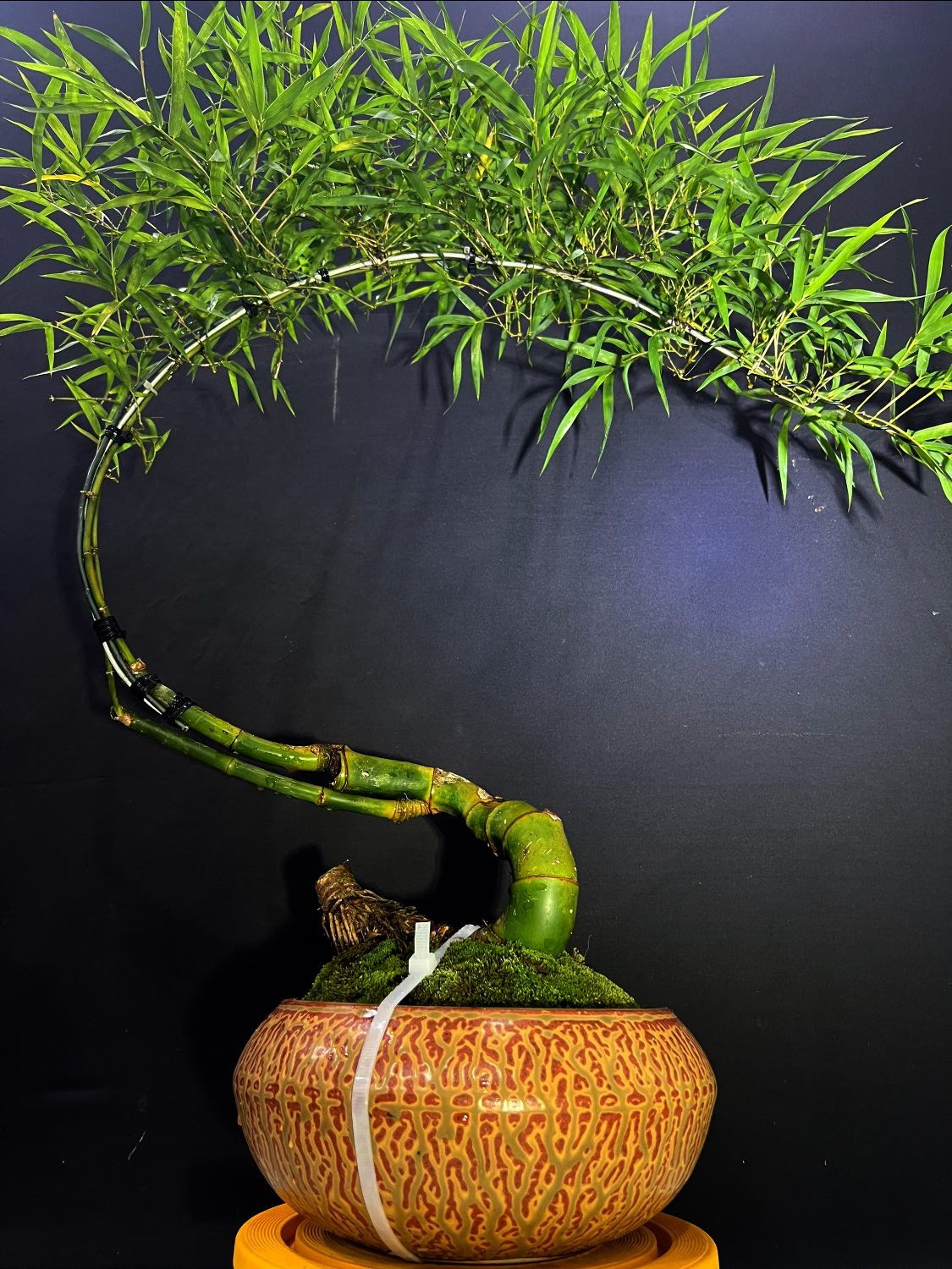 Cành tre cao đến một mức nào đó sẽ uốn cong thành hình vòng cung và rủ xuống tạo vẻ đẹp quyến rũ. Ảnh: Facebook