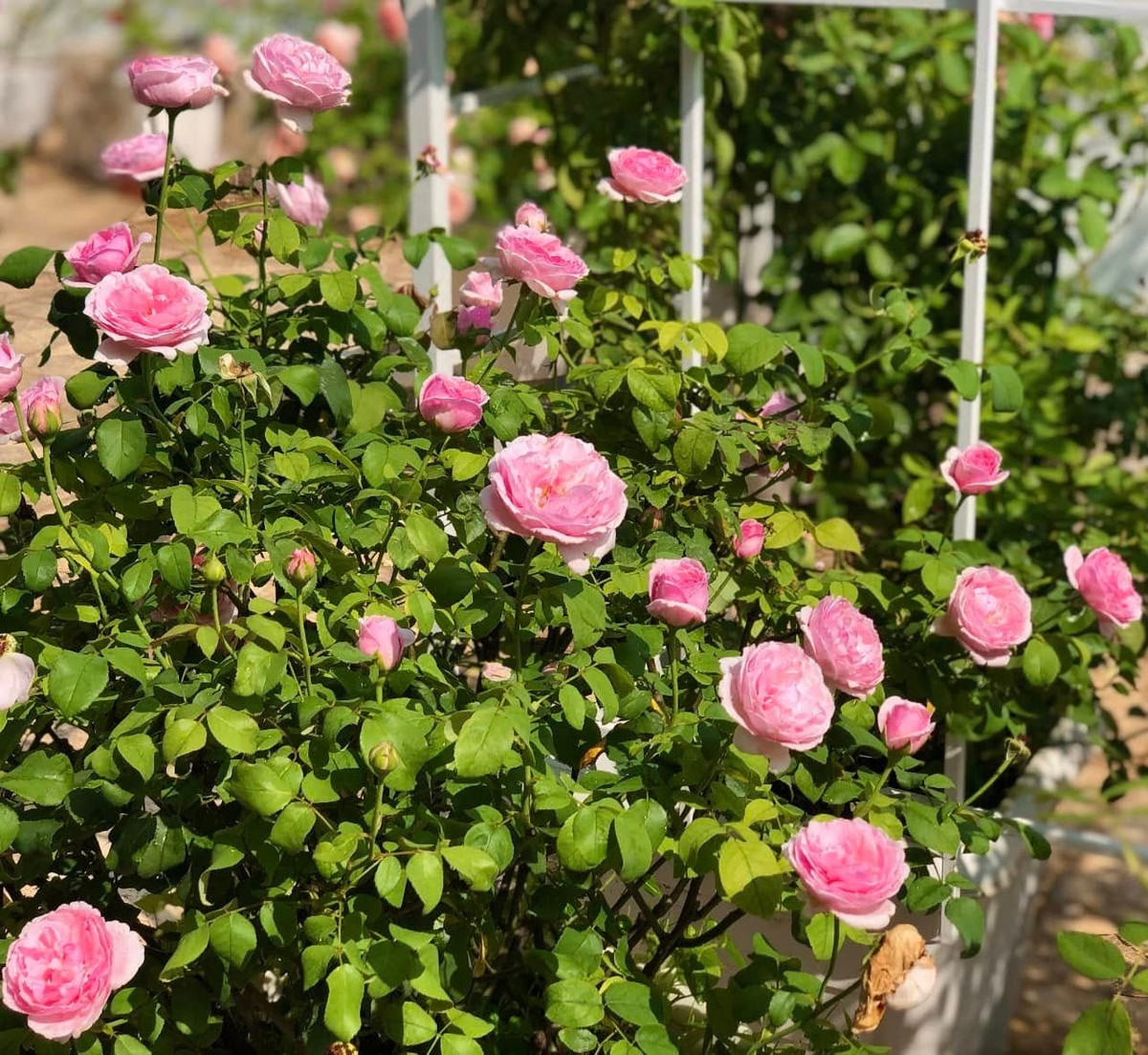 Ngoài trồng hoa theo cụm, bà xã Quyền Linh còn phối giống, chăm bón và tự tay chọn từng loại đất, phân, chế phẩm hữu cơ để tạo ra không gian xanh rực rỡ nhưng an toàn. Ảnh: FBNV