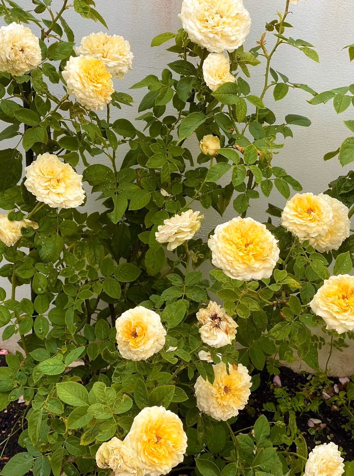 Không chỉ "chịu chi", nhiều người còn nể sự kiên nhẫn và đam mê thật sự của vợ chồng MC Quyền Linh. Ảnh: FBNV