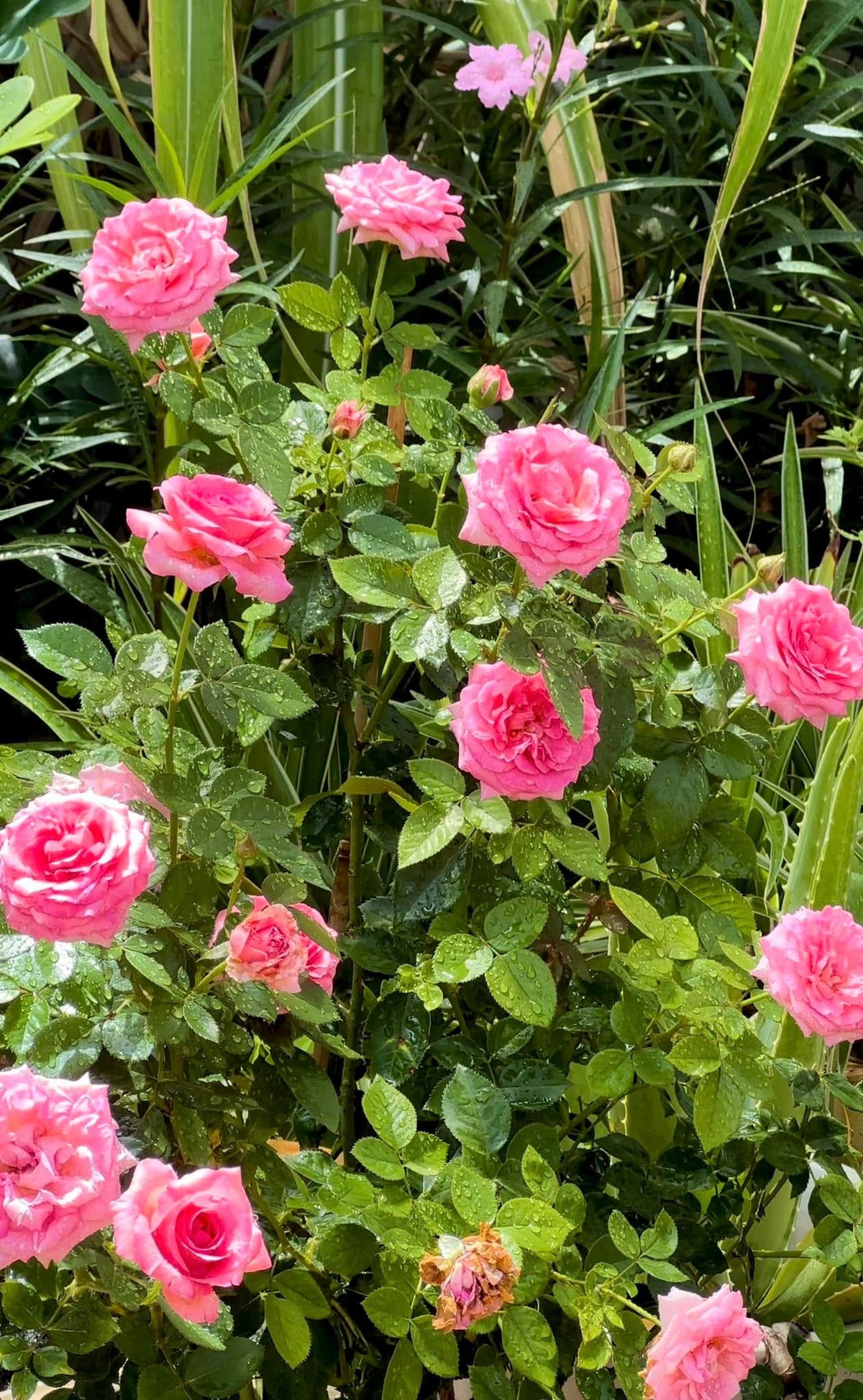 Tuy nhiên, dưới bàn tay chăm sóc của chị Dạ Thảo, những gốc hồng Pháp cổ, hồng Juliet Anh, hồng Spirit of Freedom...vẫn bung nở rực rỡ quanh năm. Ảnh: FBNV