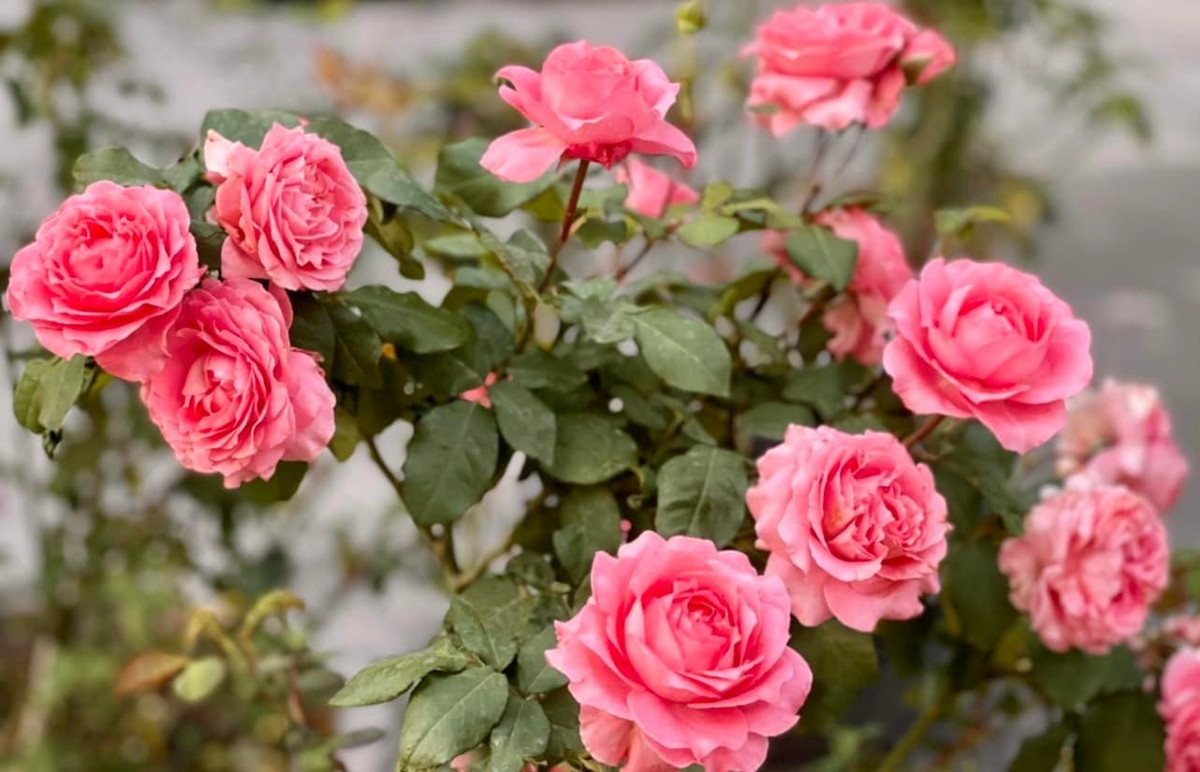 Khu vườn của vợ chồng MC Quyền Linh có cả trăm gốc hồng ngoại và hồng cổ. Ảnh: FBNV