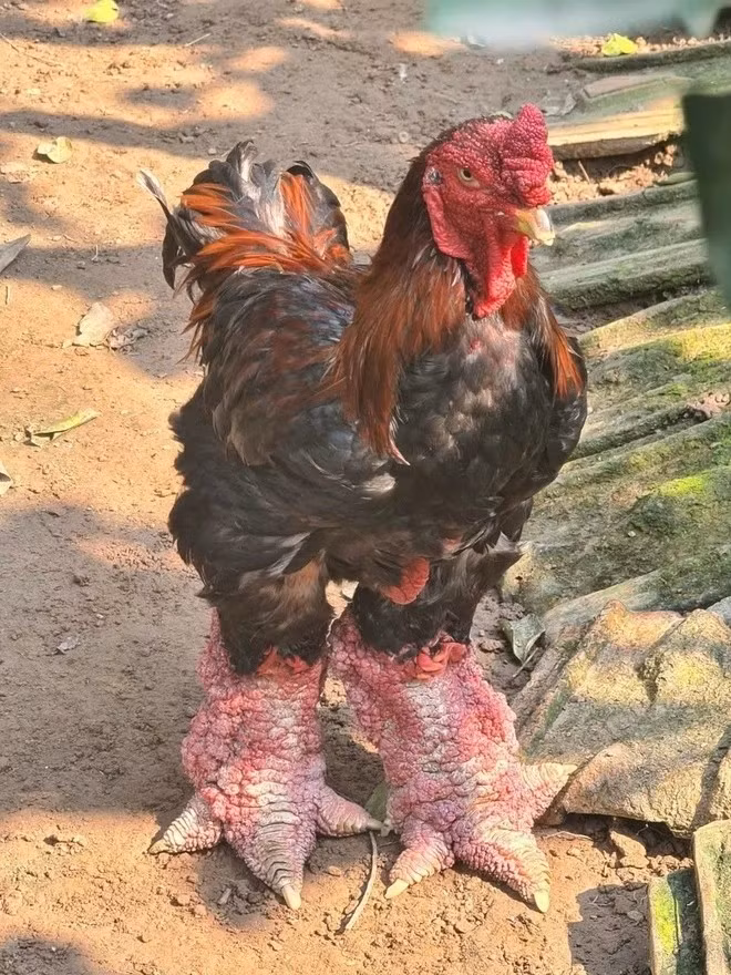 Trung bình, khi trưởng thành, gà trống có thể nặng trên 4,5 kg và gà mái trên 3,5 kg. Ảnh: Znews