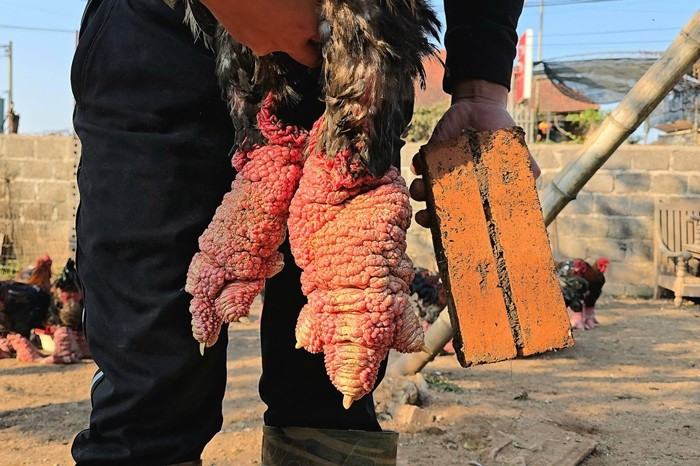 Những con gà Đông Tảo được nuôi từ 10 tháng tuổi trở lên, áp dụng hình thức thả vườn để đảm bảo đảm chất lượng thịt săn chắc. Ảnh: PhunuVietNam