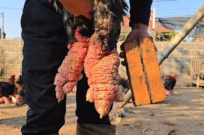 Những con gà Đông Tảo được nuôi từ 10 tháng tuổi trở lên, áp dụng hình thức thả vườn để đảm bảo đảm chất lượng thịt săn chắc. Ảnh: PhunuVietNam