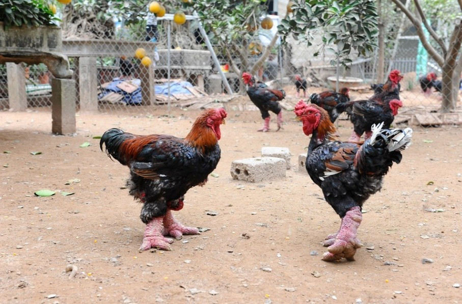 Từ lâu, gà Đông Tảo nổi tiếng là giống gà chân to, từng được dùng để tiến vua. Giống gà này nổi bật với đôi chân lớn, các ngón mập, vảy thịt dày, màu đỏ au. Ảnh: Thuonghieusanpham