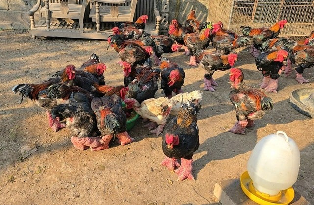 Hơn một tháng nữa là đến Tết Nguyên đán Bính Ngọ 2026. Những ngày này, thủ phủ gà Đông Tảo tại xã Hoàn Long (tỉnh Hưng Yên) tất bật bước vào vụ cao điểm. Ảnh: PhunuVietNam