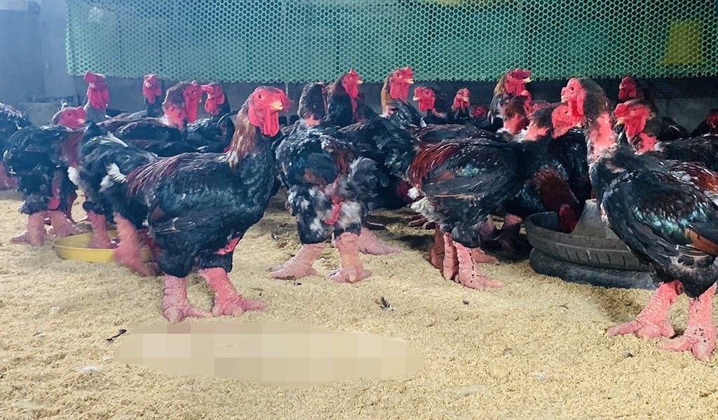 Trang trại gà Đông Tảo Luân Nga của anh Nguyễn Văn Luân (xã Hoàn Long, tỉnh Hưng Yên) năm nay cung cấp khoảng 350 con gà loại đẹp phục vụ nhu cầu biếu, tặng. Ảnh: Báo Hưng Yên
