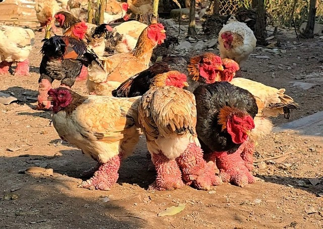 Theo các chủ trang trại, để gà Đông Tảo phát triển đúng dáng và giữ được các đặc trưng của giống, người nuôi phải thường xuyên theo dõi, tích lũy kinh nghiệm và xử lý kịp thời. Ảnh: PhunuVietNam