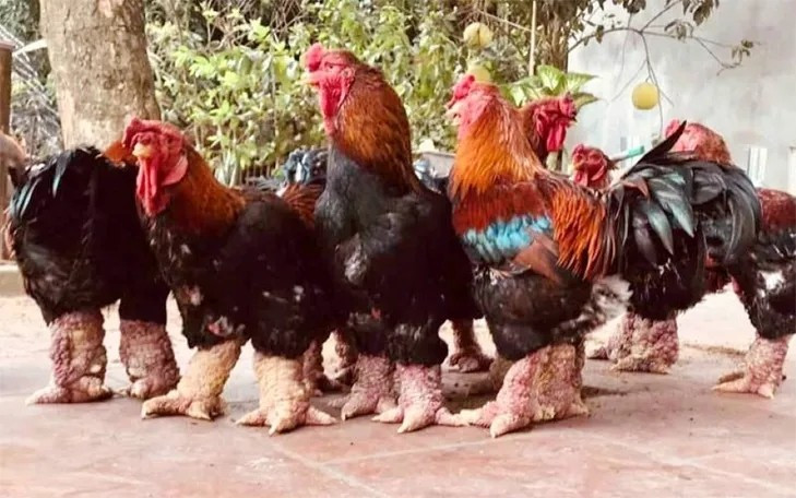Những "siêu phẩm" gà Đông Tảo đáp ứng đầy đủ các tiêu chí về mào đẹp, lông mượt có thể đạt mức giá lên tới cả chục triệu đồng/con. Ảnh: Kinhtedothi