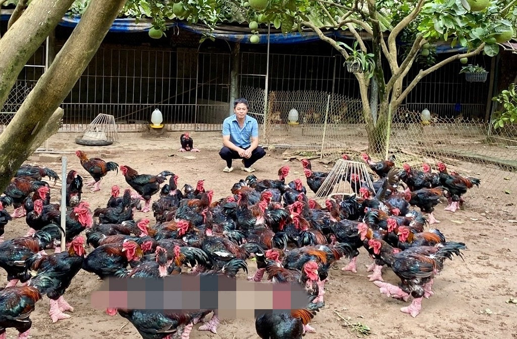 Trong đó, khoảng một nửa đã được khách hàng đặt trước. Những con này được tách riêng sang một khu vườn khác để tiện chăm sóc. Số còn lại tiếp tục được nuôi dưỡng để phục vụ thị trường Tết. Ảnh: Báo Hưng Yên