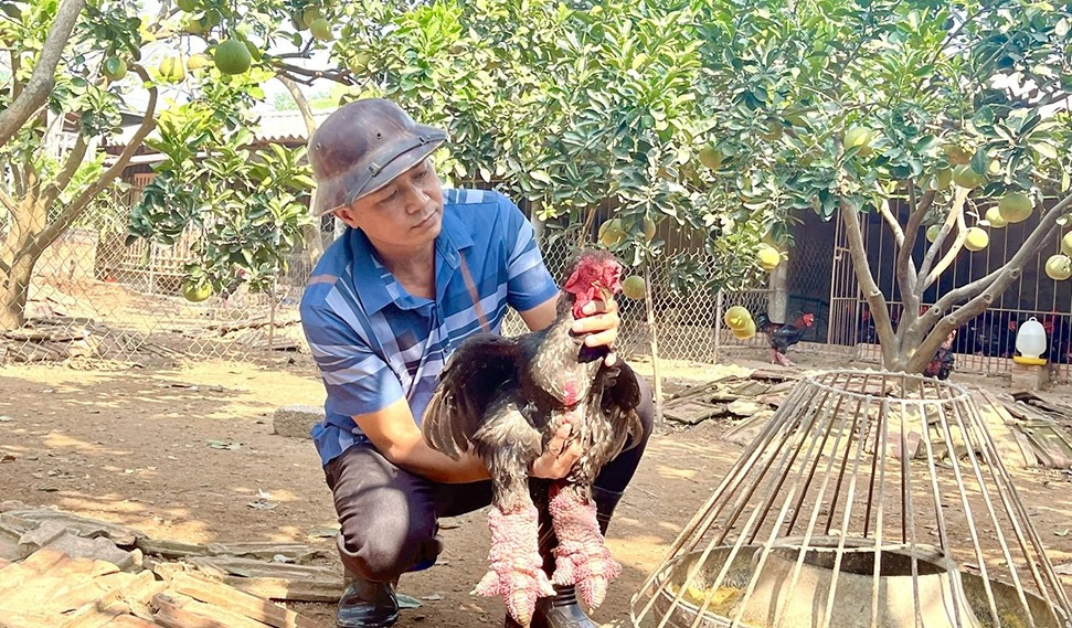 Giá gà Đông Tảo phụ thuộc nhiều yếu tố như kích thước chân, hình dáng đầu, bộ lông và trọng lượng cơ thể. Ảnh: Báo Hưng Yên