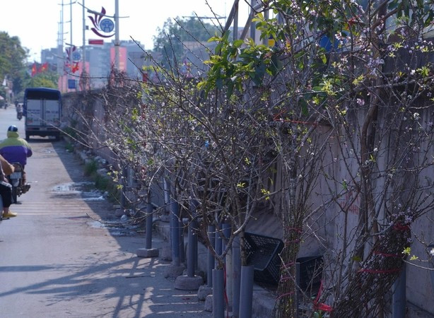 Cành đào rừng xếp ngay ngắn "ngóng" khách đến mua. Ảnh: Báo Công Thương
