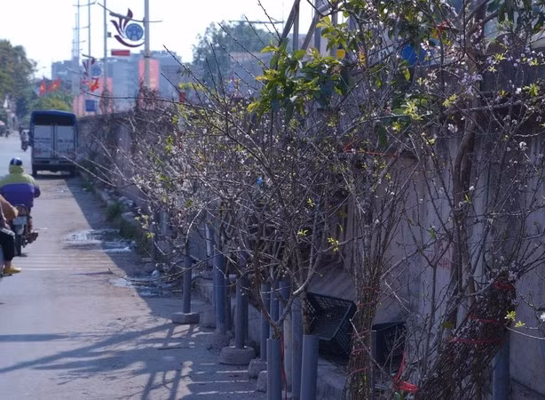 Cành đào rừng xếp ngay ngắn "ngóng" khách đến mua. Ảnh: Báo Công Thương