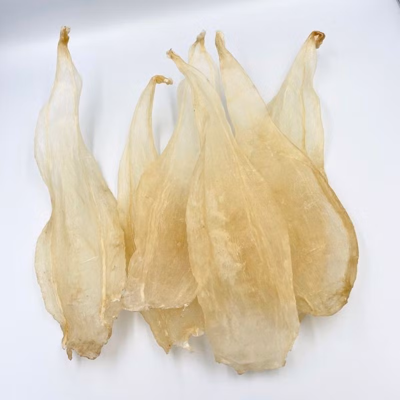 Bóng cá sủ vàng được ví như “vàng mềm” bởi giá trị thương mại và y học đặc biệt lớn. Bong bóng cá sau khi làm sạch và phơi khô có thể bảo quản trong thời gian dài nếu điều kiện lưu trữ phù hợp. Ảnh: Haisanonggiau