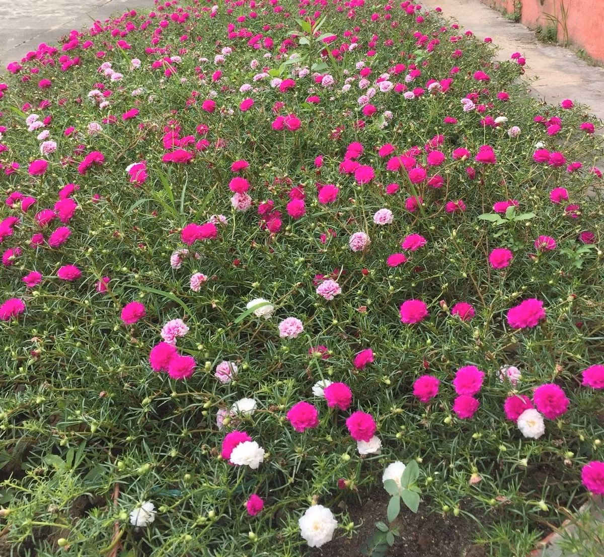 Để lan càng cua cho hoa đẹp, không nên tưới quá nhiều nước vì loại cây này chuộng môi trường khô. Chỉ nên tưới 1 - 2 lần/tuần. Ảnh: Internet