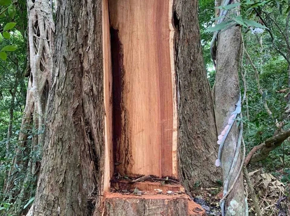 Đây là một trong những lý do khiến chúng khan hiếm, trở nên quý giá và đắt đỏ. Ảnh: Internet