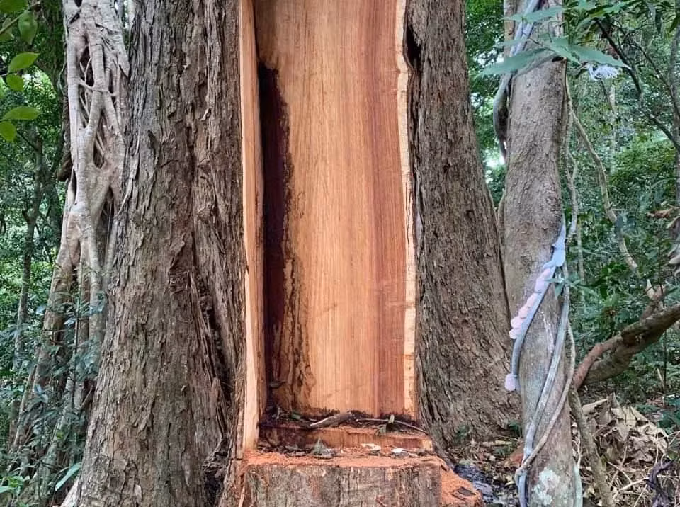 Đây là một trong những lý do khiến chúng khan hiếm, trở nên quý giá và đắt đỏ. Ảnh: Internet