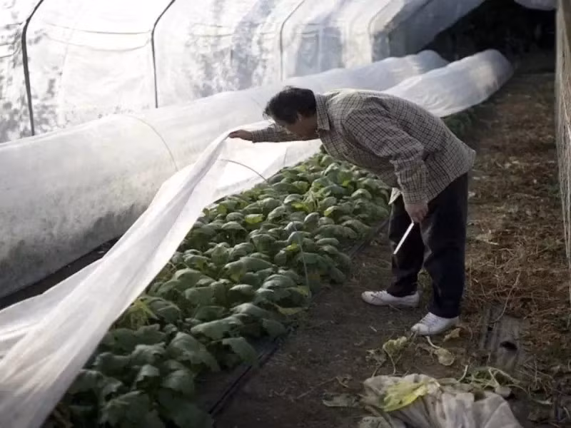 Rau bina Yamashita Nhật Bản được trồng trong điều kiện kiểm soát, giá khoảng 15 bảng Anh/pound (gần 1 triệu đồng/kg). Ảnh: Indiatimes