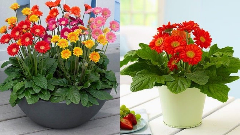 Hoa đồng tiền có nhiều màu sắc rực rỡ, tượng trưng cho niềm vui, sự lạc quan và tiền tài. Ảnh: Internet