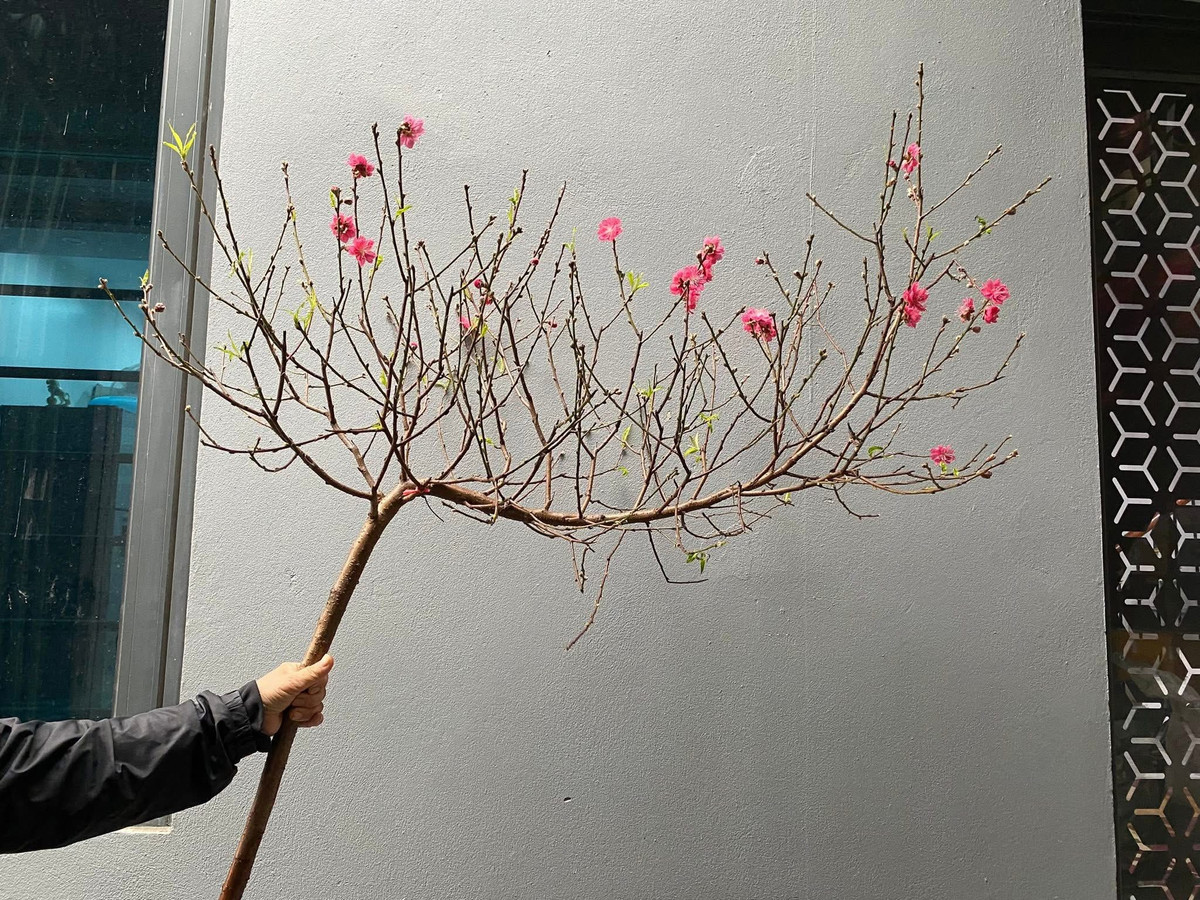 Ở miền Bắc, hoa đào gần như là “linh hồn” của ngày Tết. Sắc hồng tươi tắn của đào tượng trưng cho sự sinh sôi, khởi đầu mới và nguồn năng lượng tích cực. Ảnh: Facebook