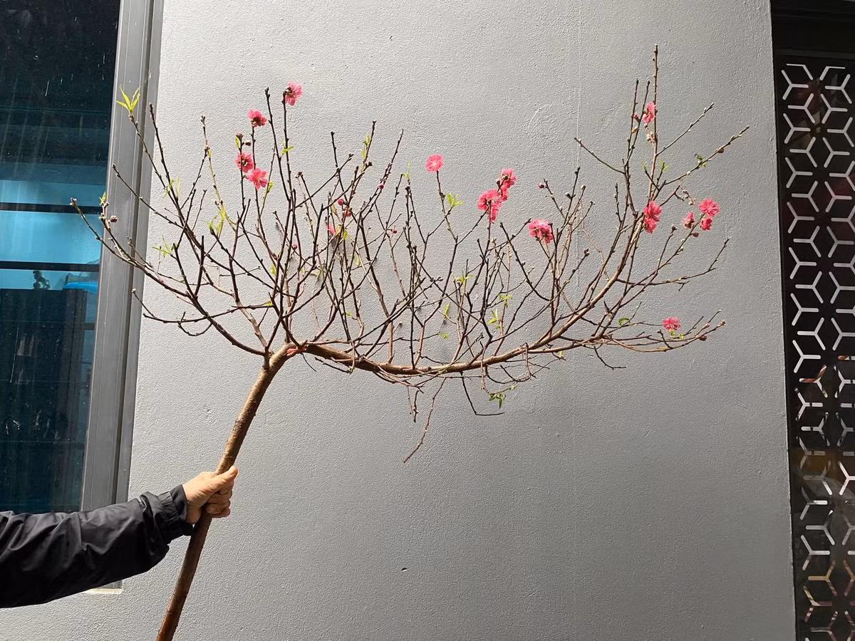 Ở miền Bắc, hoa đào gần như là “linh hồn” của ngày Tết. Sắc hồng tươi tắn của đào tượng trưng cho sự sinh sôi, khởi đầu mới và nguồn năng lượng tích cực. Ảnh: Facebook