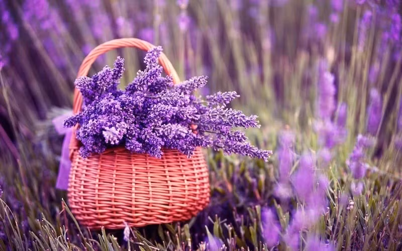 Màu tím của hoa oải hương tượng trưng cho sự tĩnh tại, giúp cân bằng cảm xúc và giảm căng thẳng sau một năm bận rộn. Ảnh: Internet