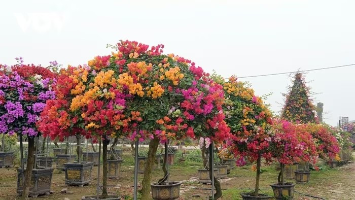 Hoa giấy không phổ biến như đào, mai, quất, nhưng khoe sắc xuân rực rỡ và có sức sống mãnh liệt. Ảnh: VOV