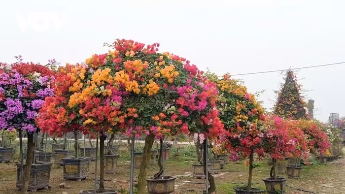 Hoa giấy không phổ biến như đào, mai, quất, nhưng khoe sắc xuân rực rỡ và có sức sống mãnh liệt. Ảnh: VOV