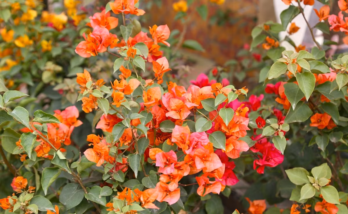 Một số khách hàng cho biết chọn hoa giấy vì một lần mua, chơi được nhiều mùa, phù hợp với xu hướng chi tiêu hợp lý trong bối cảnh kinh tế còn nhiều áp lực. Ảnh: Tiền phong