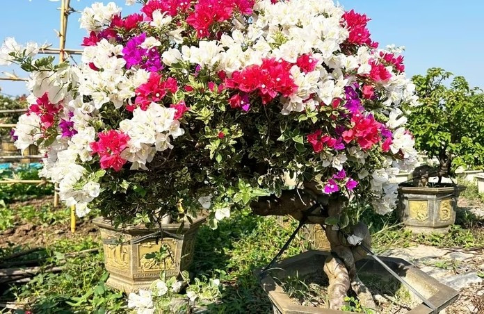 Từ một loài hoa bị 'thất sủng', ngày nay hoa giấy được cắt ghép, tạo dáng, thế... với đa dạng kích thước, màu sắc phục vụ nhu cầu chơi Tết của người dân. Ảnh: VOV