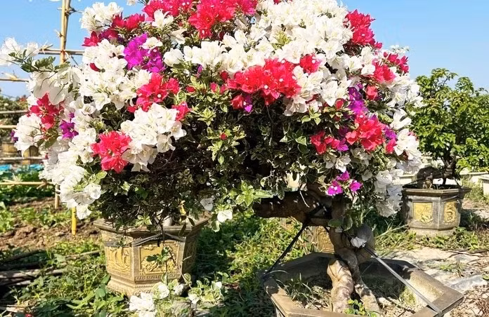 Từ một loài hoa bị 'thất sủng', ngày nay hoa giấy được cắt ghép, tạo dáng, thế... với đa dạng kích thước, màu sắc phục vụ nhu cầu chơi Tết của người dân. Ảnh: VOV