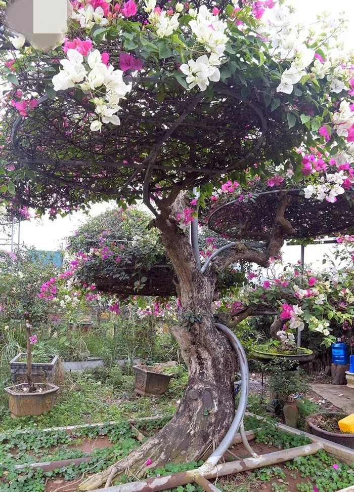 Đáng chú ý, những chậu hoa giấy được cắt tỉa công phu, phối hoa nhiều màu, giá có thể lên đến vài triệu đồng mỗi chậu. Ảnh: VOV