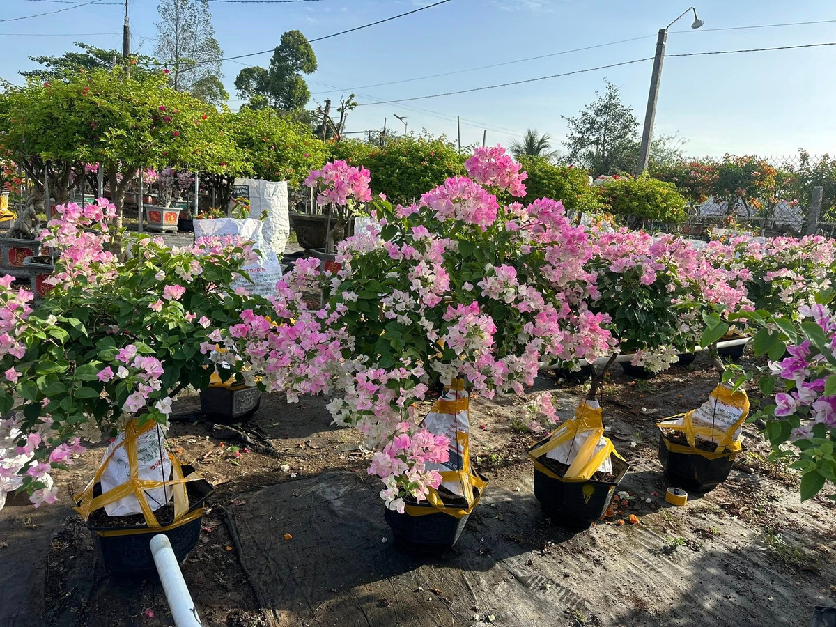 Loài hoa này có thể sống tốt trong điều kiện nắng gắt, đất khô cằn, ít chăm sóc nhưng vẫn nở hoa rực rỡ. Ảnh: Facebook