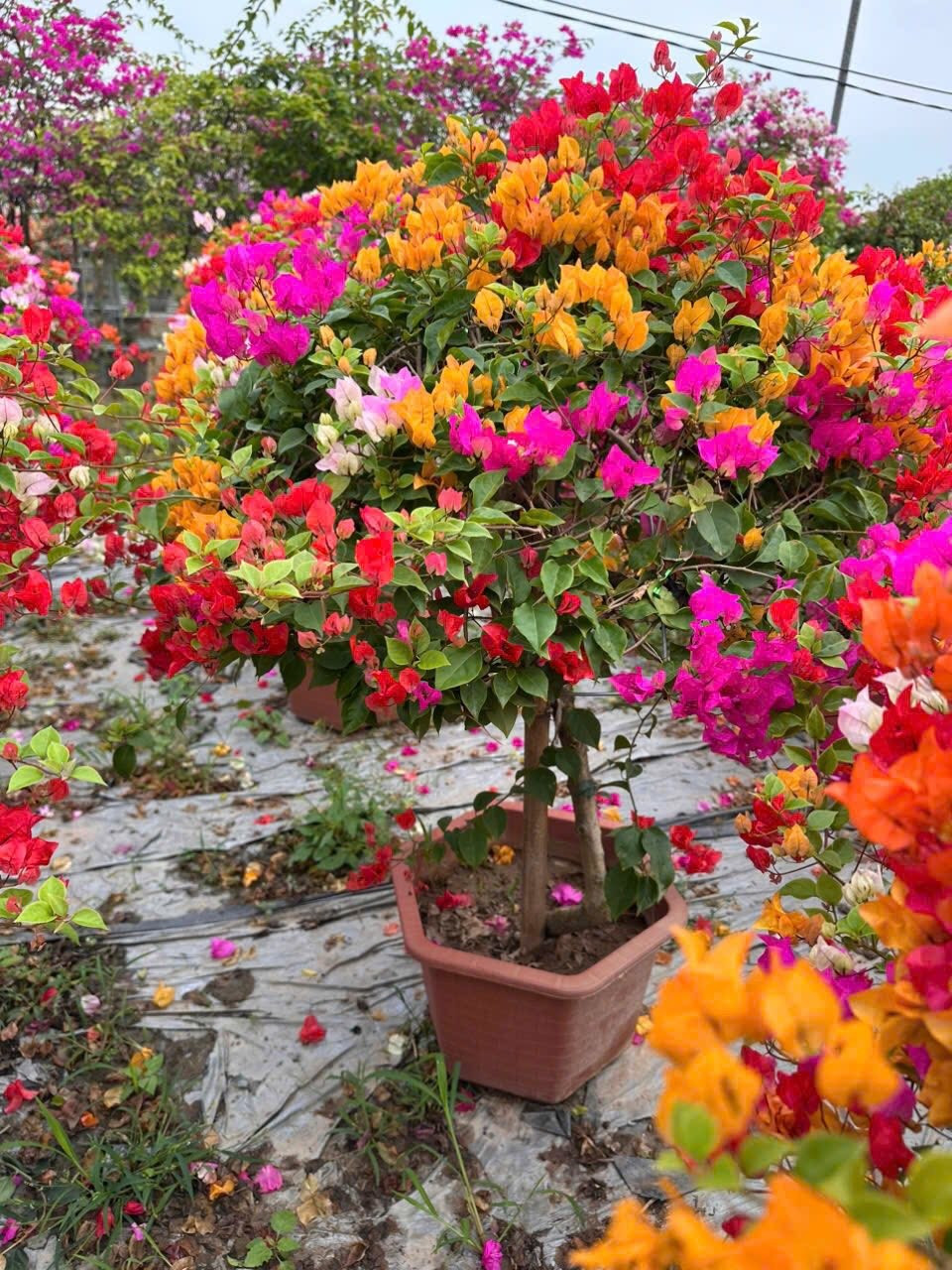 Nhiều gia đình trồng hoa giấy trước cổng, ban công hoặc sân nhà với quan niệm xua đi điều xấu, đón may mắn trong năm mới. Ảnh: Facebook