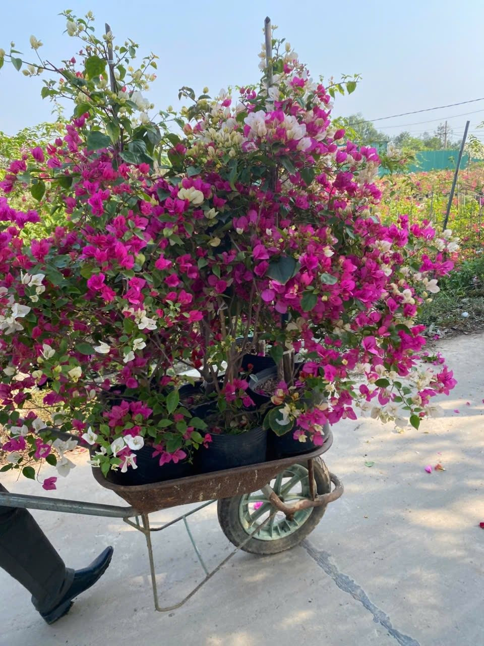 Trên thị trường, mỗi chậu hoa giấy có giá từ vài chục ngàn đến vài trăm ngàn đồng mỗi chậu, tùy kích thước, kiểu dáng. Ảnh: Facebook