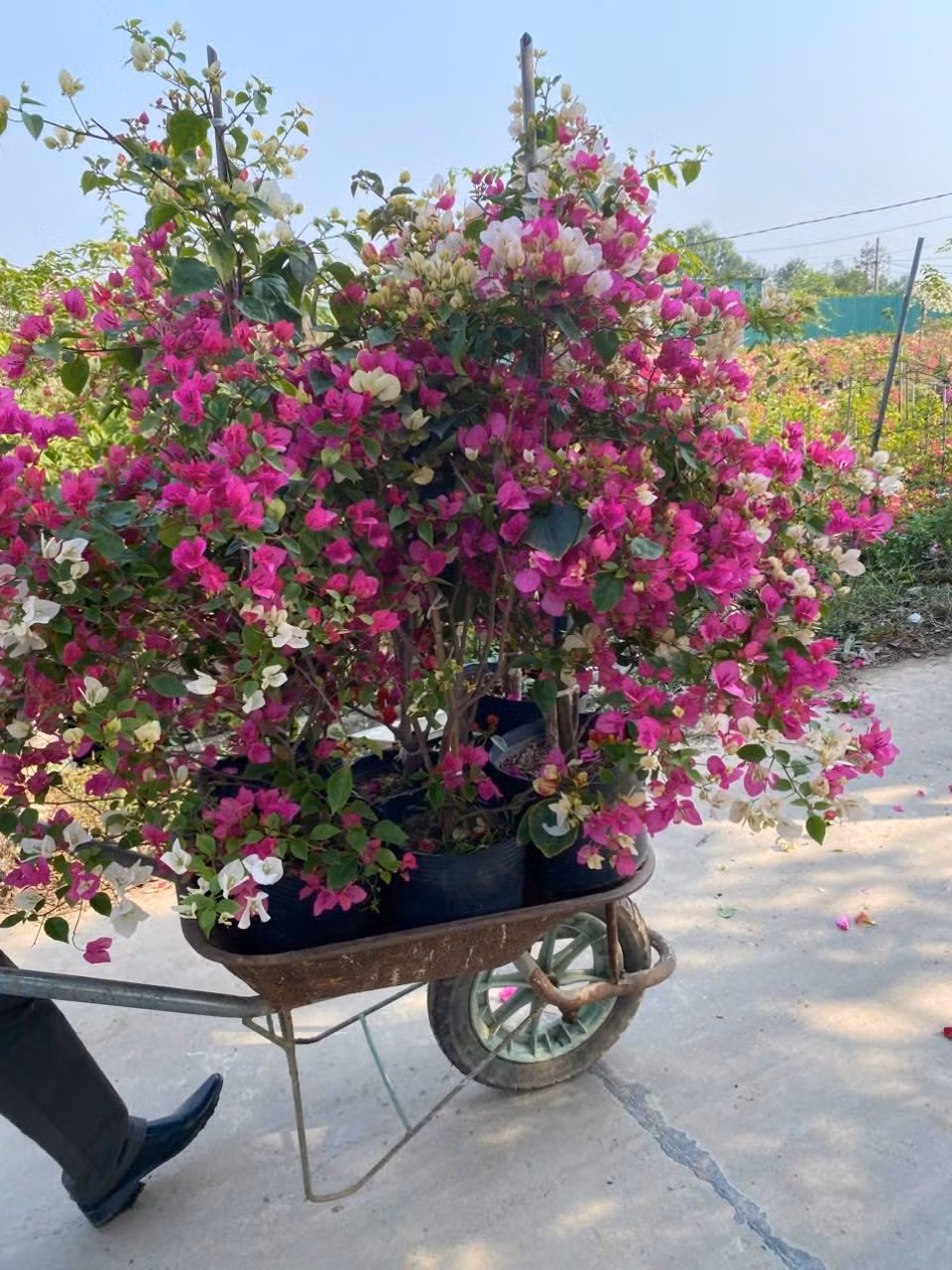 Trên thị trường, mỗi chậu hoa giấy có giá từ vài chục ngàn đến vài trăm ngàn đồng mỗi chậu, tùy kích thước, kiểu dáng. Ảnh: Facebook