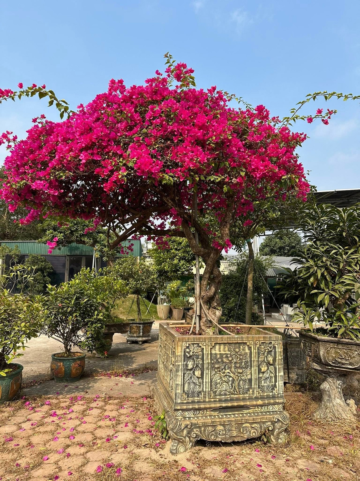 Đặc biệt, cây hoa giấy cổ thụ, tạo dáng công phu, giá hàng chục triệu đồng mỗi cây. Ảnh: Facebook